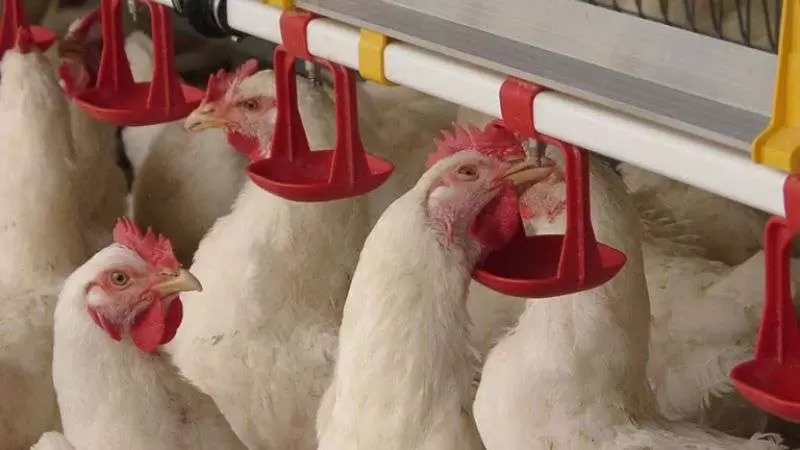 poultry-Watering-Systems.jpg.webp poultry-Watering-Systems.jpg.webp